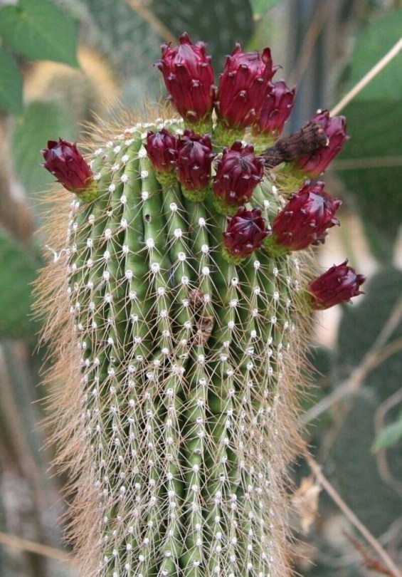 Teteche cactus - Különleges gyümölcstermők az Egzotikus Növények Stúdiója kínálatából